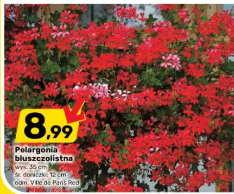 Pelargonia bluszczolistna