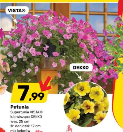 Petunia Superpetunia VISTA lub wisząca DEKKO