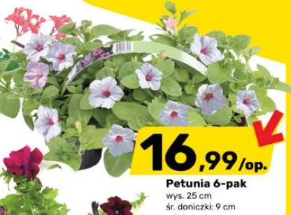 Petunia 6-pak