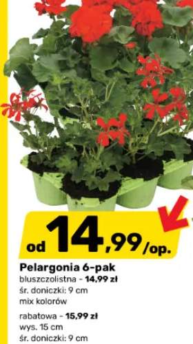 Pelargonia 6-pak bluszczolistna