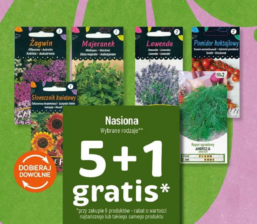 Nasiona - koper ogrodowy Ambrozja