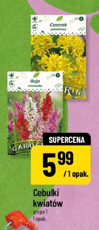 Cebulki kwiatów grupa 1