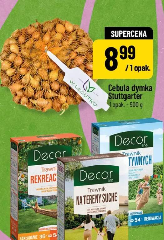 Cebula dymka Stuttgarter