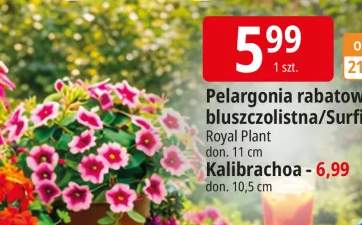 Pelargonia rabatowa/bluszczolistna/Surfinia Royal Plant