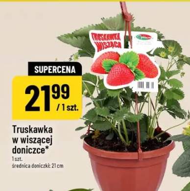 Truskawka w wiszącej doniczce