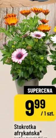 Stokrotka afrykańska