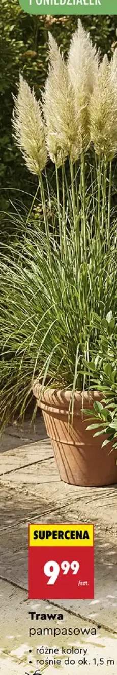 Trawa pampasowa