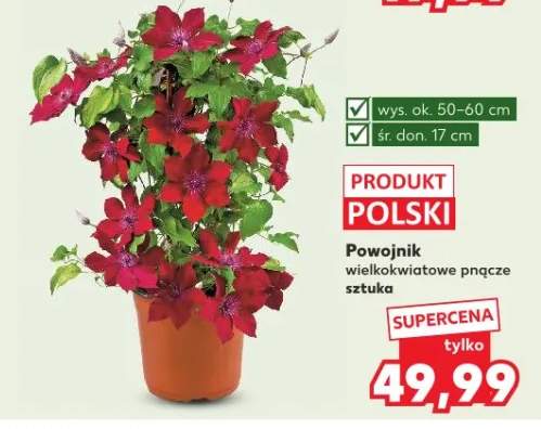 Powojnik wielkokwiatowe pnące