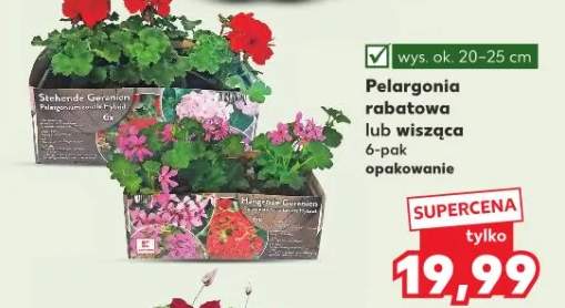Pelargonia rabatowa lub wisząca 6-pak