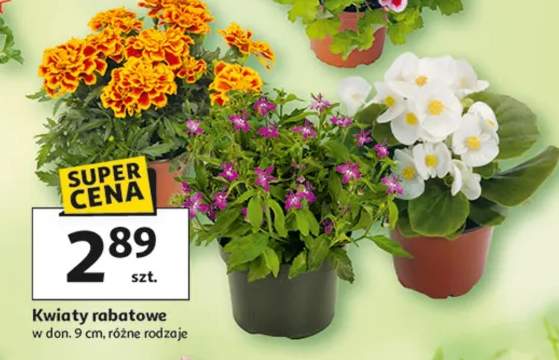 Kwiaty rabatowe