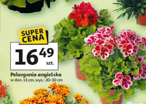 Pelargonia angielska