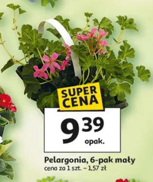 Pelargonia 6-pak mały