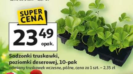 Sadzonki truskawki poziomki deserowej 10-pak