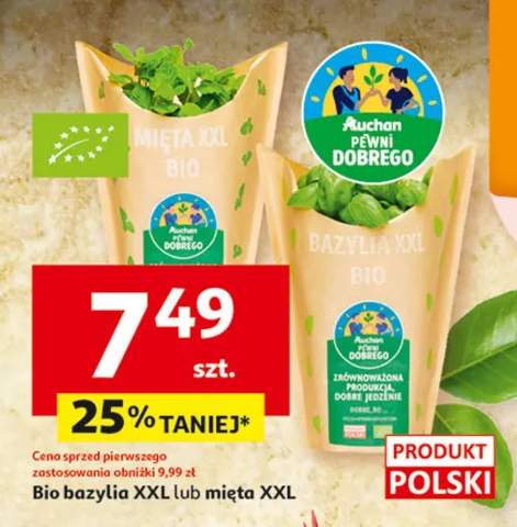 Bazylia XXL lub mięta XXL