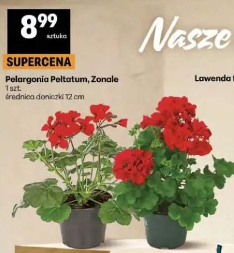 Pelargonia Peltatum, Zonale