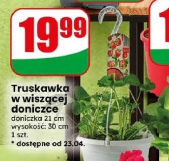 Truskawka w wiszącej doniczce