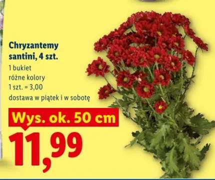 Chryzantemy santini 4szt.