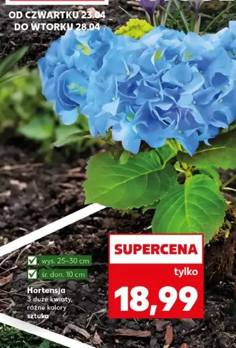 Hortensja 3 duże kwiaty różne kolory