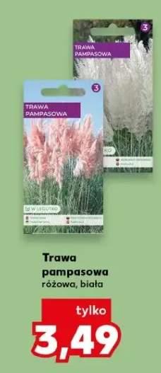 Trawa pampasowa różowa biała