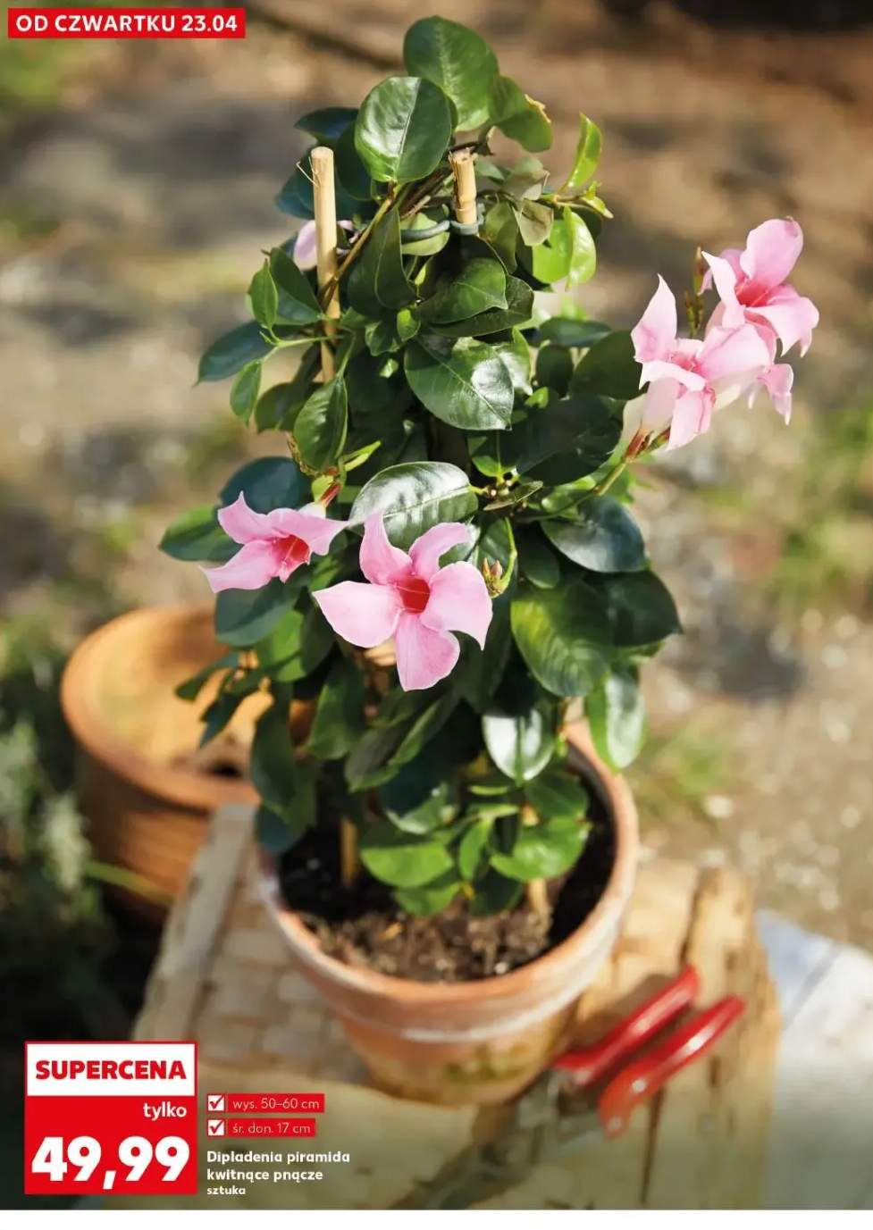 Dipladenia piramida kwitnące pnącze