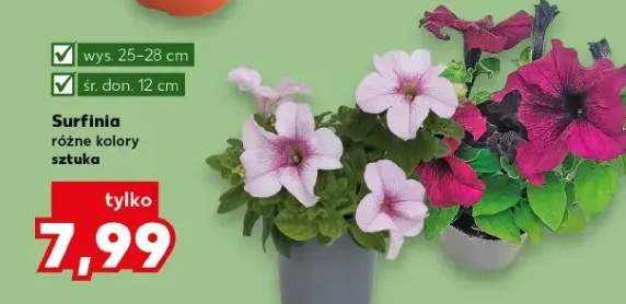 Surfinia różne kolory