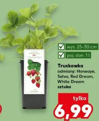 Truskawka odmiany: Honeoye, Selva, Red Dream, White Dream
