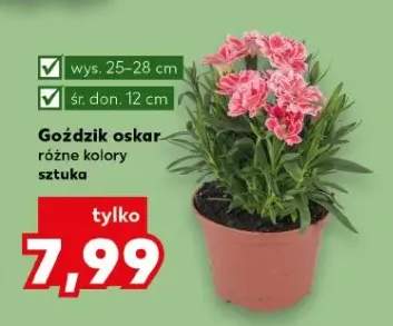Goździk oskar różne kolory