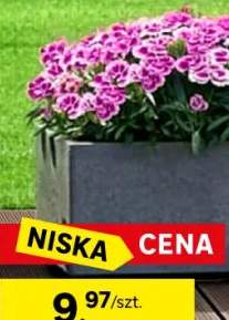 Goździk ogrodowy Pink Kisses 15-20 cm