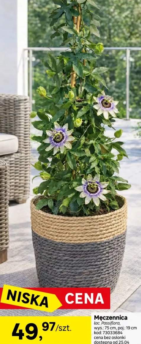 MĘCZENNICA 75CM P19 4FL