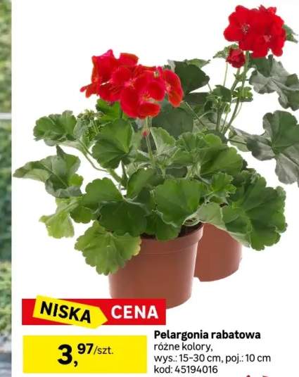 Pelargonia mix 15 - 30 cm