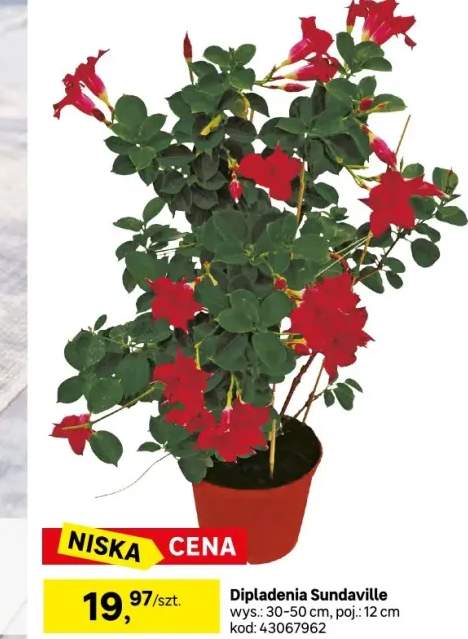 Dipladenia Sundaville mix 30-50 cm