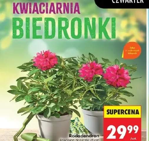Rododendron średnica doniczki 21cm