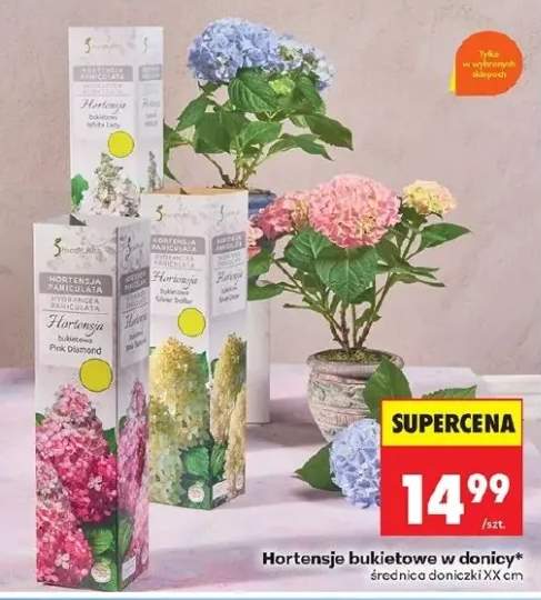 Hortensja bukietowa White Lady w donicy