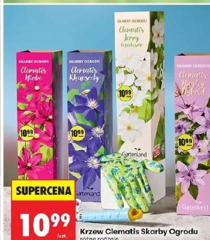 Krzew Clematis Skarby Ogrodu Niobe Gartenland