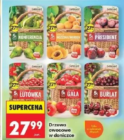 Drzewo owocowe w doniczce Garten and More Grusza Konferencja