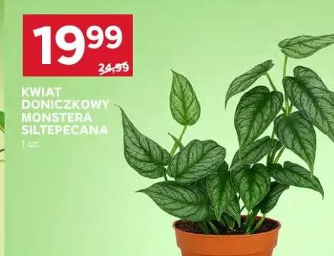 Kwiat doniczkowy Monstera Siltepecana