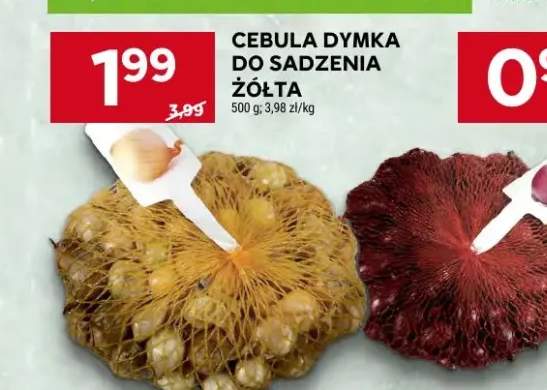 Cebula dymka do sadzenia żółta