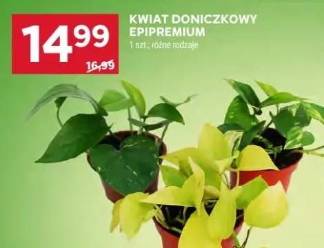 Kwiat doniczkowy Epipremium