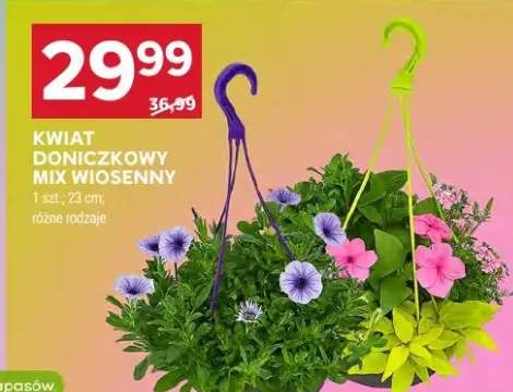 Kwiat doniczkowy mix wiosenny 23cm