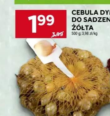 Cebula dymka do sadzenia żółta