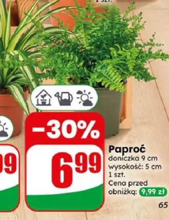 Paproć doniczka 9cm wysokość 5cm