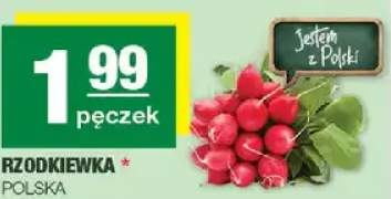 Rzodkiewka polska