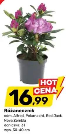 Różanecznik odm. Alfred Polarnacht Red Jack Nova Zembla doniczka 3l wys. 30-40cm