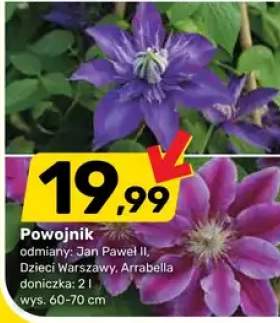 Powojnik odmiana Arrabella doniczka 2l wys. 60-70cm