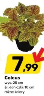 Coleus wys. 25cm śr. doniczki 10cm