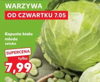 Kapusta biała młoda