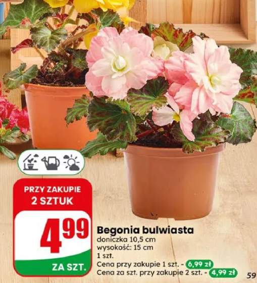 Begonia bulwiasta doniczka 10,5cm wysokość 15cm