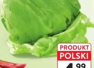 Sałata lodowa polska