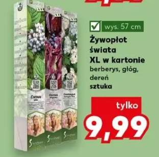 Żywopłot świata XL w kartonie dereń