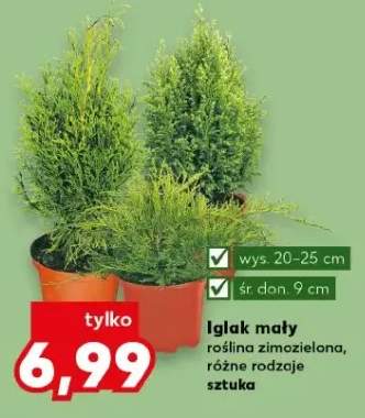 Iglak mały roślina zimozielona